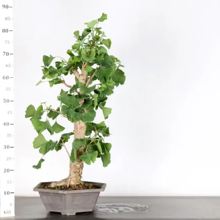 image supplémentaire - GINKGO BILOBA 1-5
