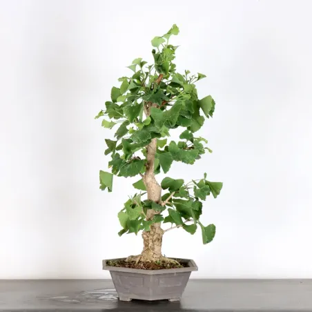 GINKGO BILOBA 1-5
