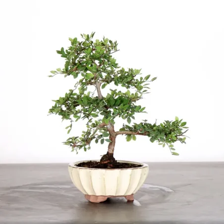 image supplémentaire - Chinese elm "ulmus...