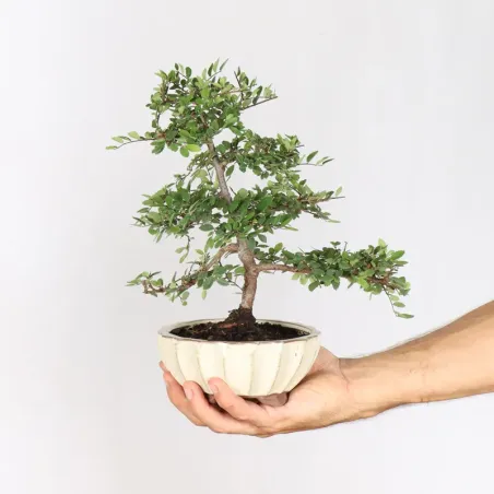 Bonsai Orme de Chine OR-1-2