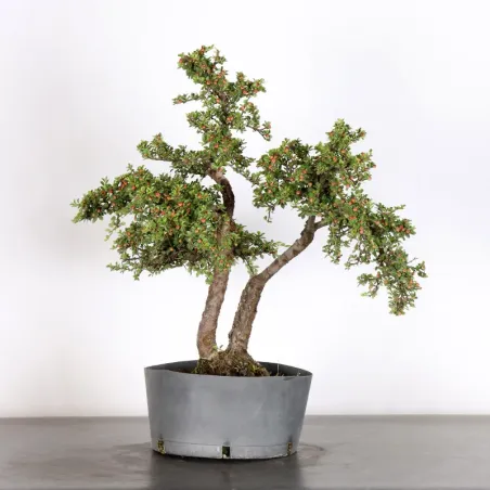 image supplémentaire - COTONEASTER "HORIZONTALIS"...