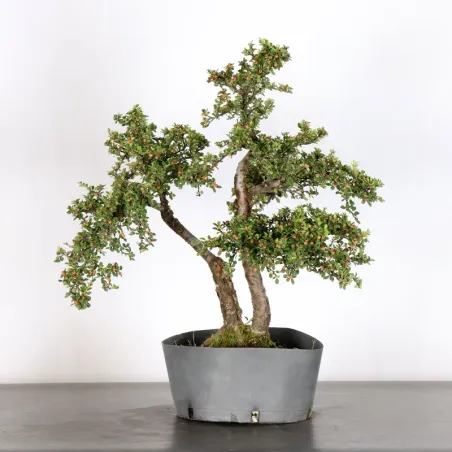 Bonsai Cotoneaster