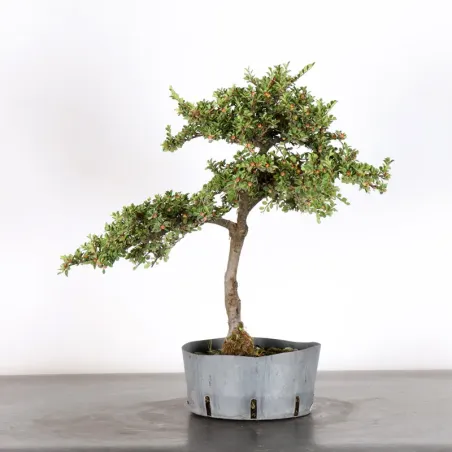 Bonsai Cotoneaster