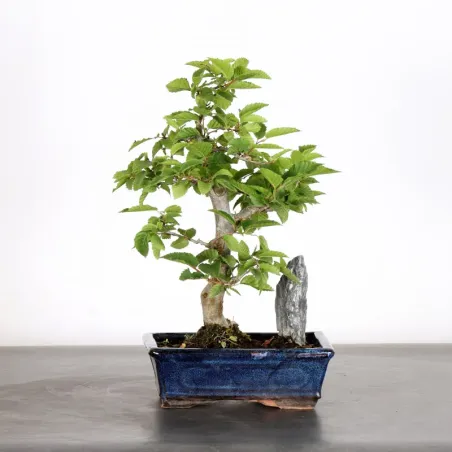 CHARME "Carpinus" AVEC ROCHE 1-20