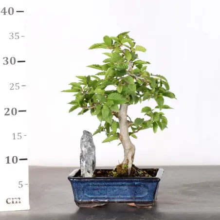 image supplémentaire - CHARME "Carpinus" AVEC...