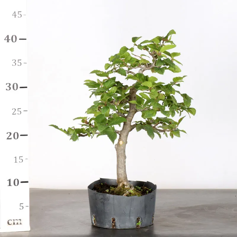 image supplémentaire - Hornbeam "carpinus" 1-7