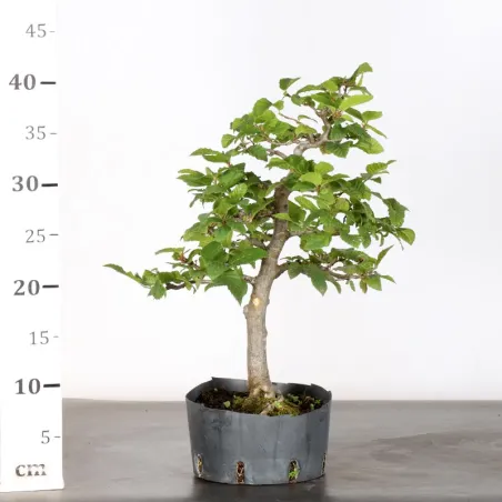 image supplémentaire - CHARME "Carpinus" 1-7