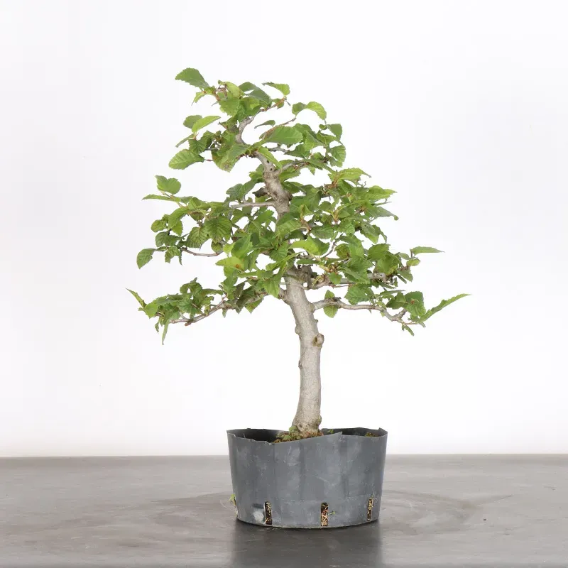Bonsai Charmes CH-1-7