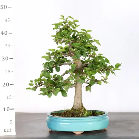 image supplémentaire - HORNBEAM "CARPINUS" 1-3