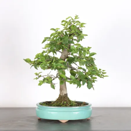 Bonsai Charmes CH-1-3