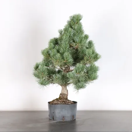 JAPANESE WHITE PINE “PENTAPHYLLA” 2-4