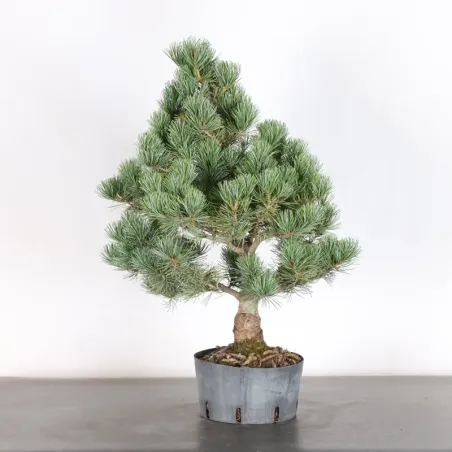image supplémentaire - JAPANESE WHITE PINE...