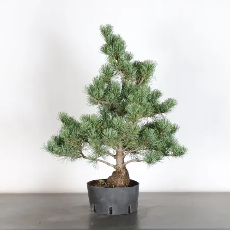 JAPANESE WHITE PINE “PENTAPHYLLA” 2-6