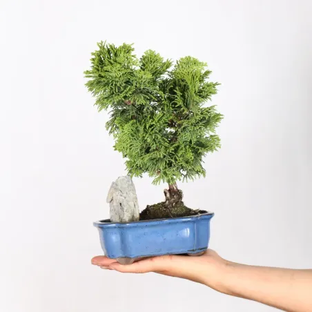 Bonsai Chamaecyparis Nana Gracilis