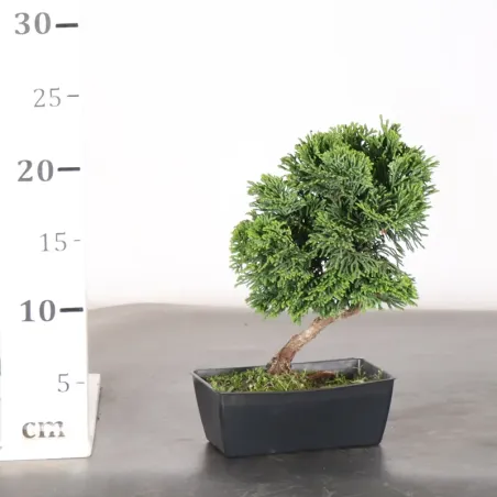 image supplémentaire - JAPANESE FALSE CYPRESS 1-2