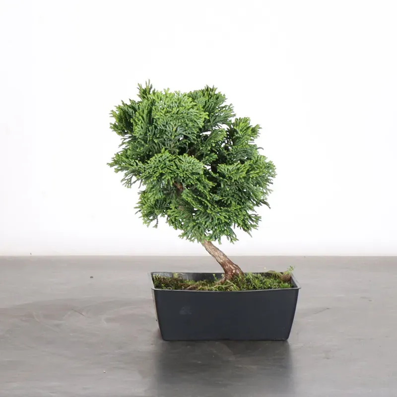 Bonsai Chamaecyparis Nana Gracilis