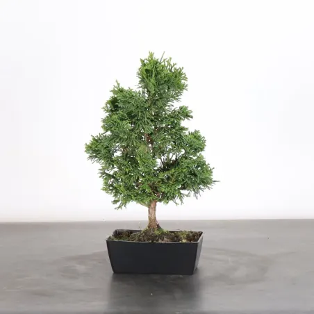 Bonsai Chamaecyparis Nana Gracilis