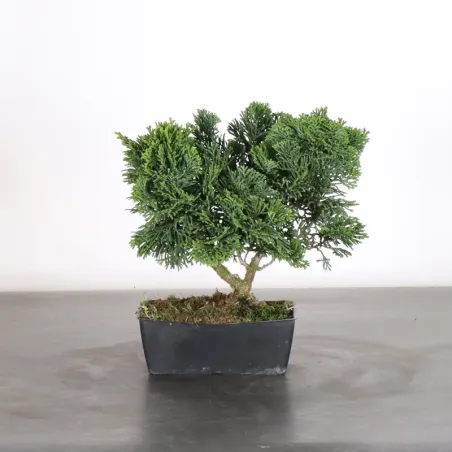 Bonsai Chamaecyparis Nana Gracilis