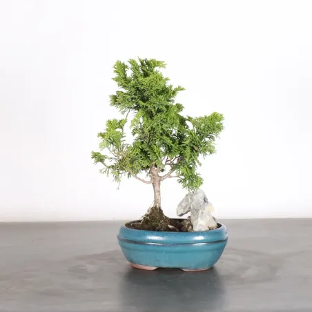 Bonsai Chamaecyparis Nana Gracilis