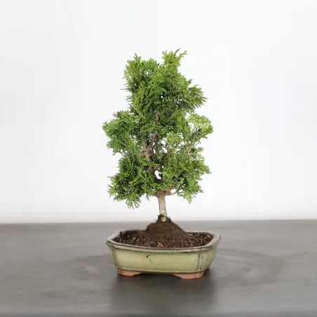 Bonsai Chamaecyparis Nana Gracilis