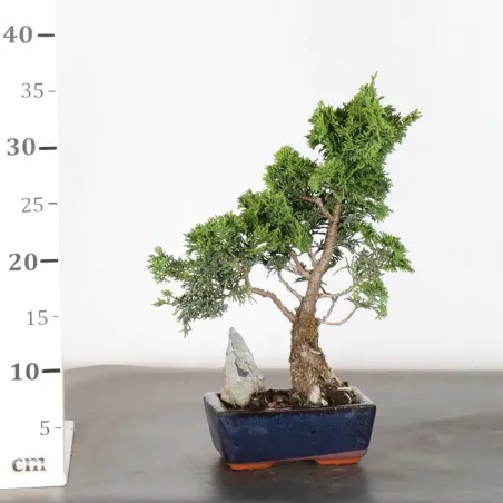 image supplémentaire - FAUX CYPRÈS DU JAPON 1-7