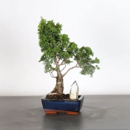 JAPANESE FALSE CYPRESS 1-7