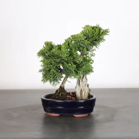 Bonsai Chamaecyparis Nana Gracilis