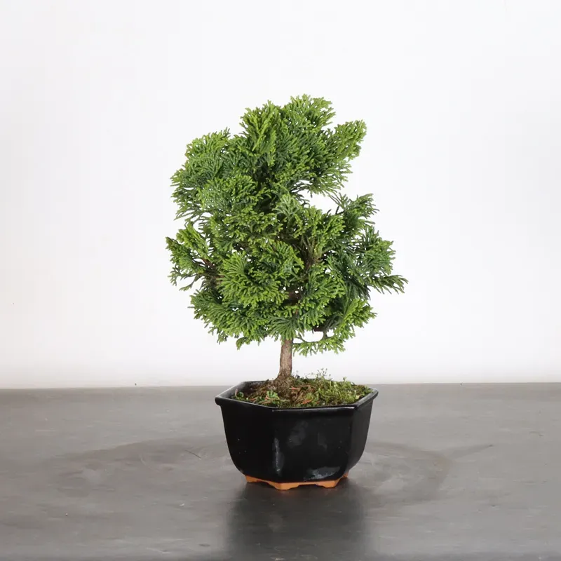 Bonsai Chamaecyparis Nana Gracilis