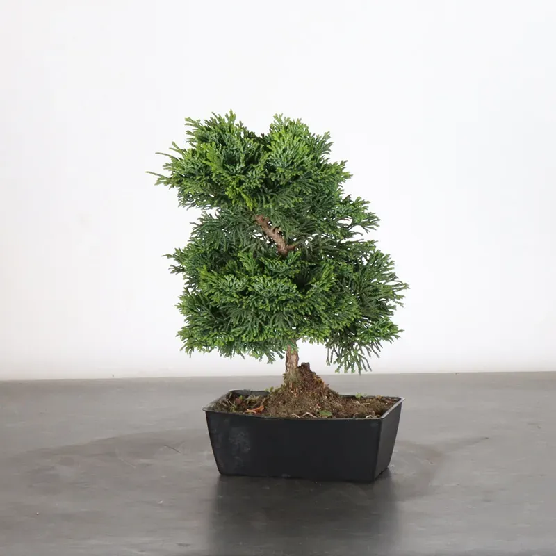 JAPANESE FALSE CYPRESS 1-10