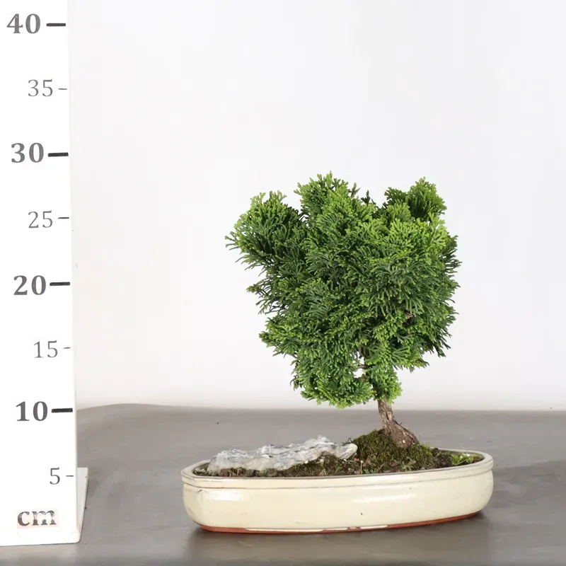 image supplémentaire - JAPANESE FALSE CYPRESS WITH...