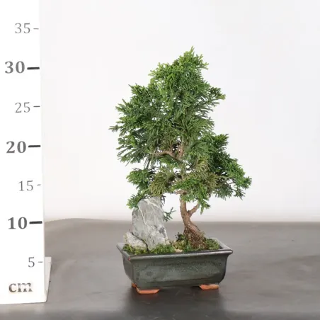 image supplémentaire - JAPANESE FALSE CYPRESS WITH...