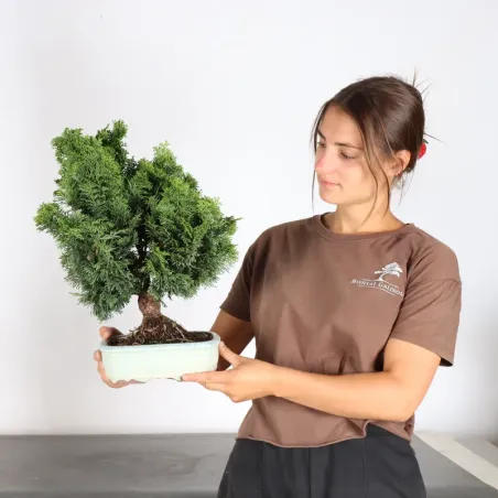 image supplémentaire - JAPANESE FALSE CYPRESS 2-3