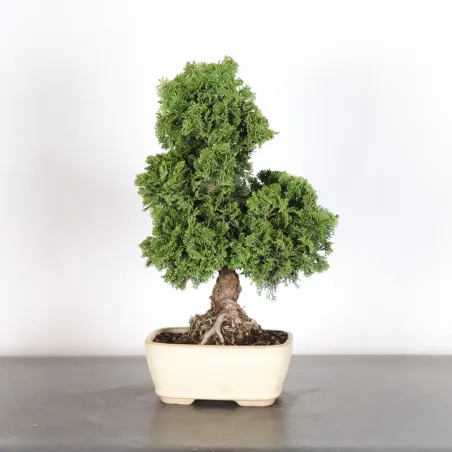 JAPANESE FALSE CYPRESS 2-4
