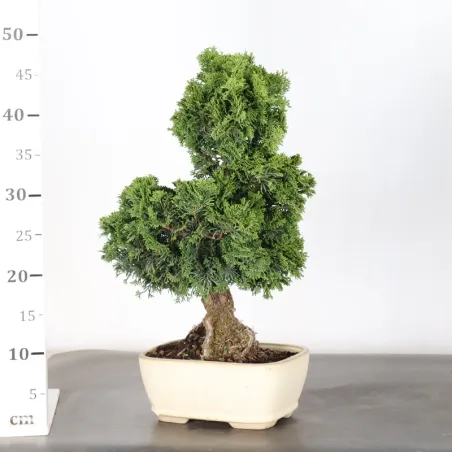 image supplémentaire - JAPANESE FALSE CYPRESS 2-4
