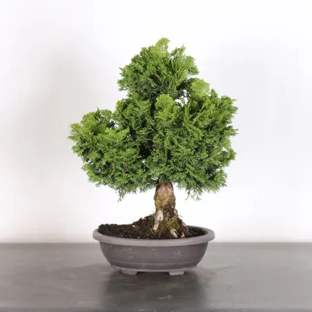 FAUX CYPRÈS DU JAPON 2-6