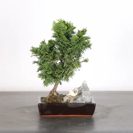 FAUX CYPRÈS DU JAPON AVEC ROCHE 2-7