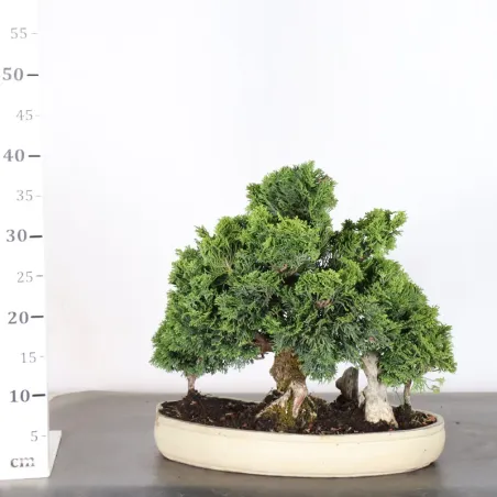 image supplémentaire - JAPANESE FALSE CYPRESS 2-10