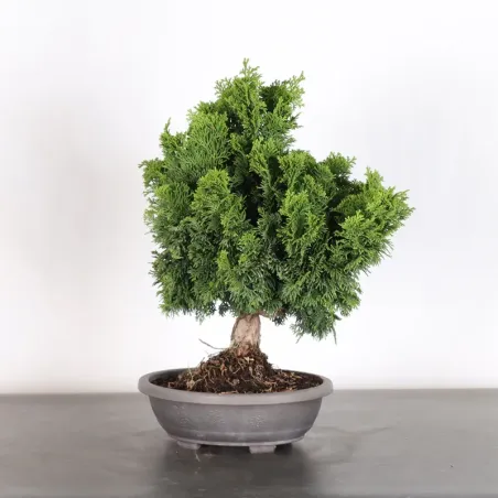 JAPANESE FALSE CYPRESS 2-11