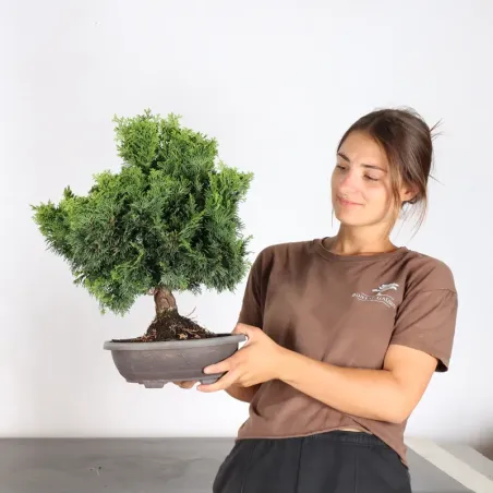 image supplémentaire - JAPANESE FALSE CYPRESS 2-11