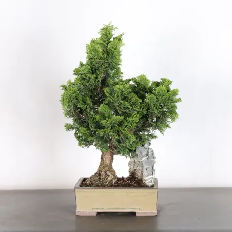 JAPANESE FALSE CYPRESS 2-12