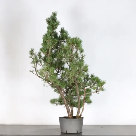PREBONSAI "PINUS UNCINATA" n°1