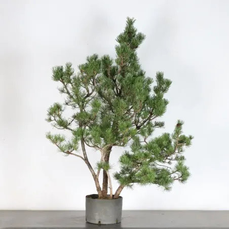 image supplémentaire - PREBONSAI PIN À CROCHETS...