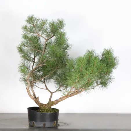PREBONSAI PIN À CROCHETS "PINUS UNCINATA" n°4