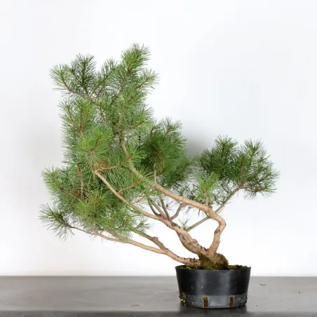 image supplémentaire - PREBONSAI "PINUS UNCINATA" n°4
