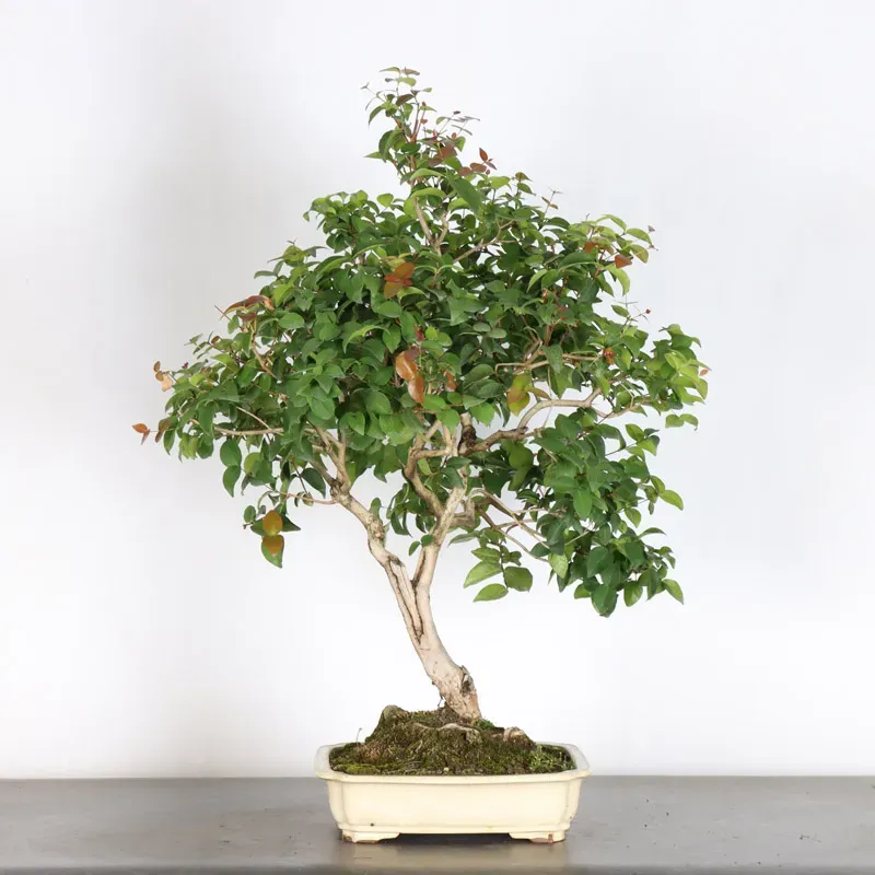 EUGENIA UNIFLORA 1-2