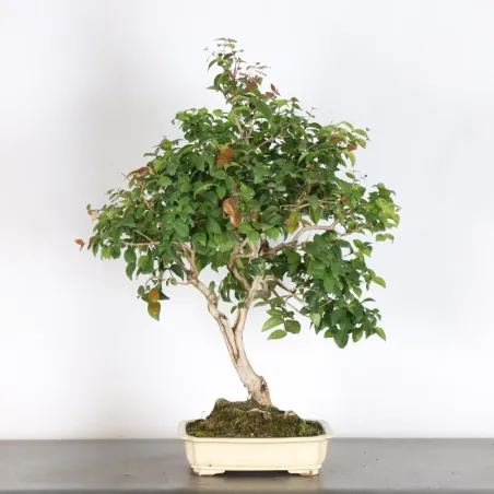 EUGÉNIA UNIFLORA 1-2