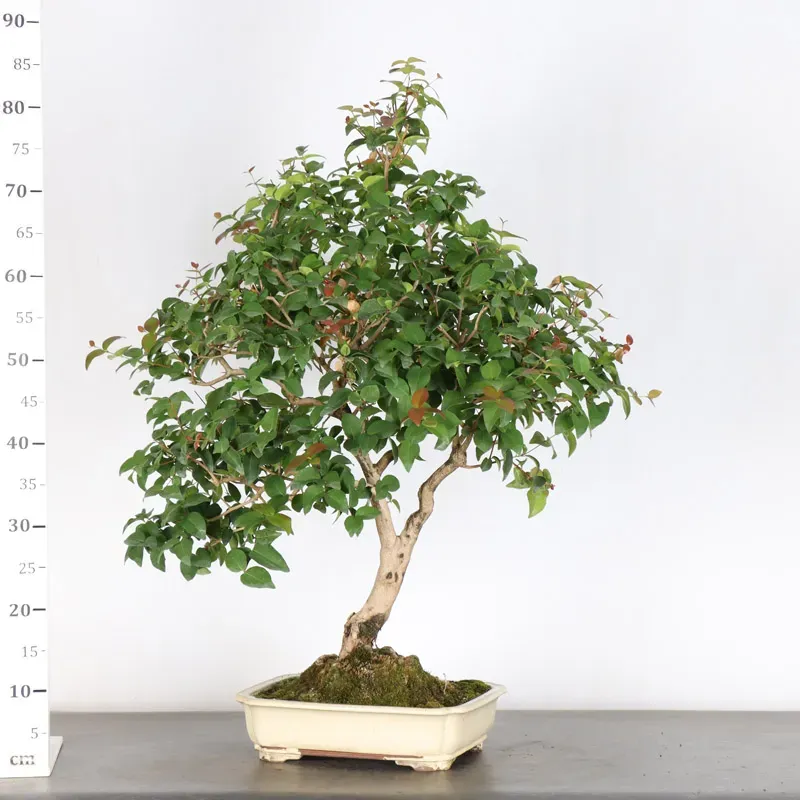 image supplémentaire - EUGENIA UNIFLORA 1-2