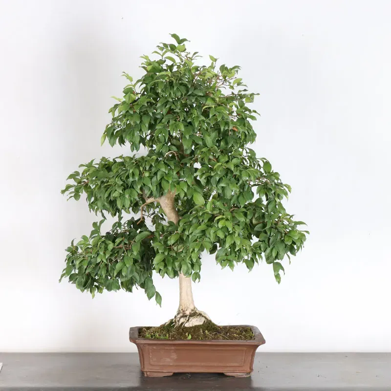 EUGÉNIA UNIFLORA 1-5