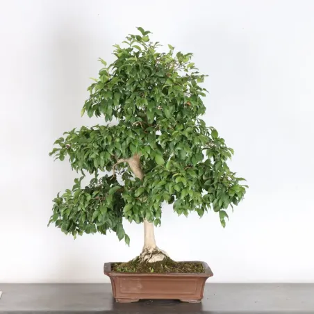 EUGENIA UNIFLORA 1-5