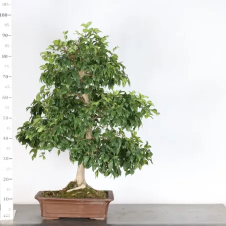 image supplémentaire - EUGENIA UNIFLORA 1-5